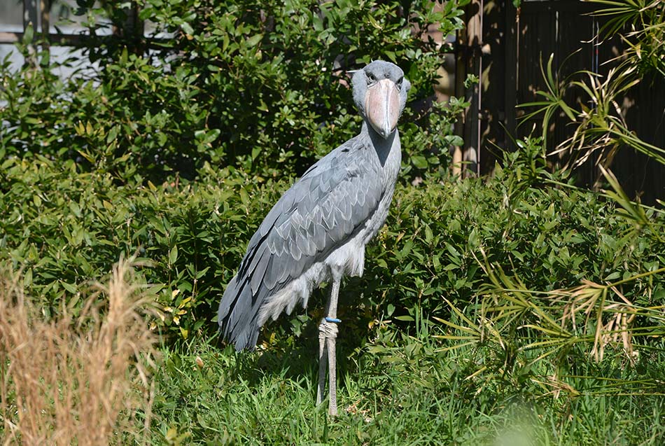 東京都恩賜上野動物園_image