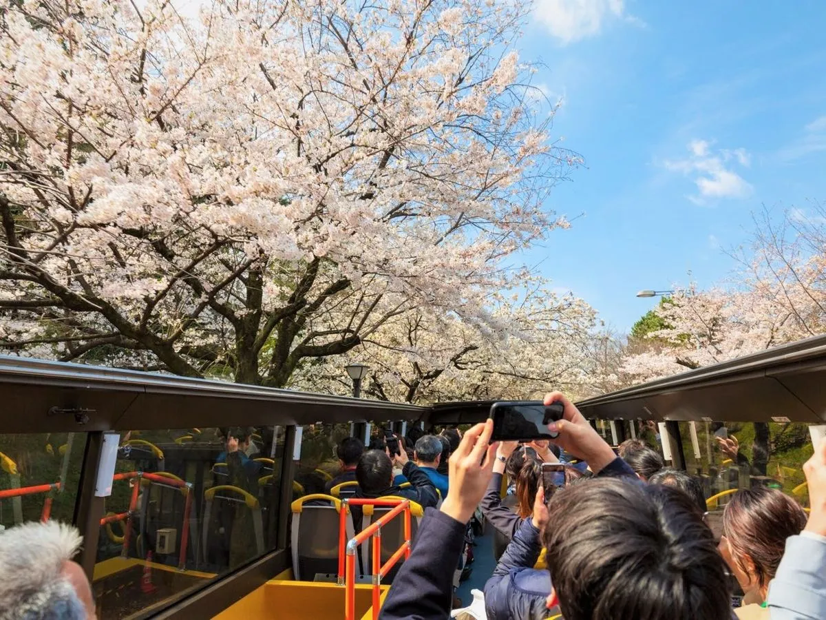 Recorrido en autobús abierto por Tokio Sakura_image