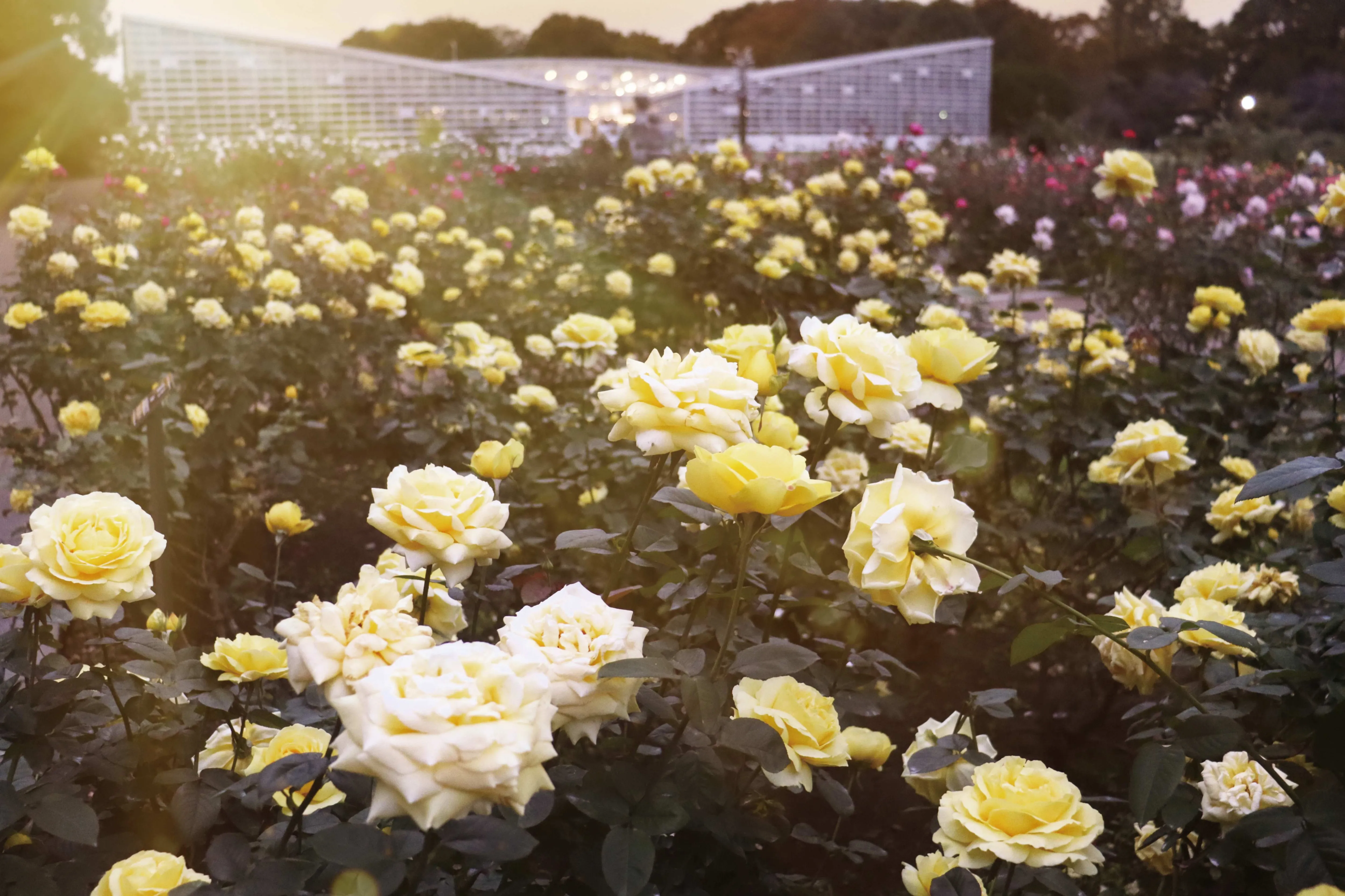 Jardins botaniques Jindai_image