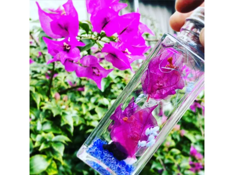 [ Tokyo - Hachijojima] Herbarium Shimariumu making using the Island of plants and shells_image