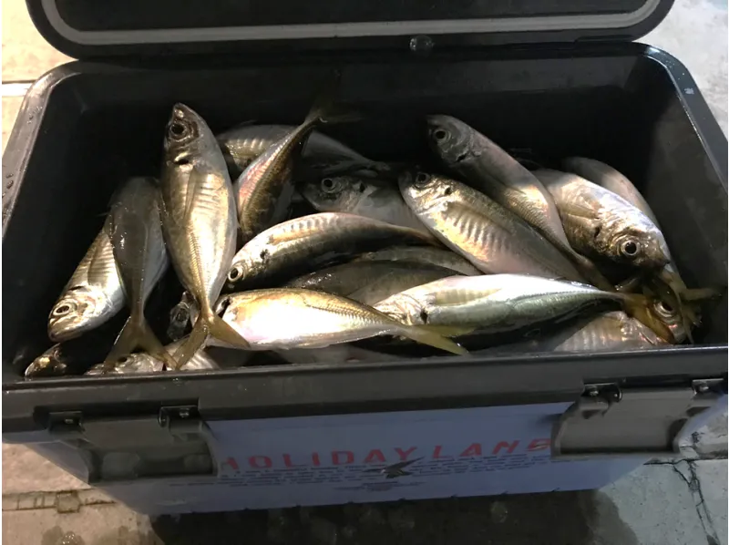 [Tokyo/Haneda] 120-minute horse mackerel shared boat ★ Up to 7 people OK ♪ We can introduce restaurants where you can eat the fish you caught! [24-hour departure available]_image