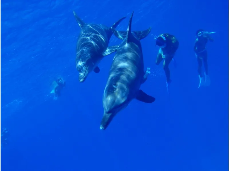 [Ogasawara Islands / Chichijima] Dolphin Swim & Watching Half-Day Tour | Swim with Wild Dolphins! Impressive half-day tour ★ With snorkeling_image