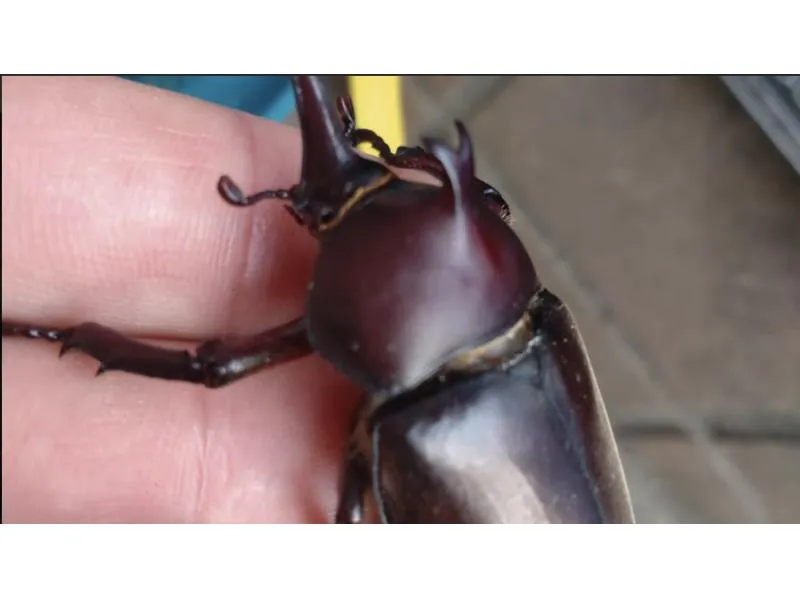 [Tokyo/Fuchu] From 19:00 to 21:00 (you can return around 22:00) Beetle and stag beetle observation!_image