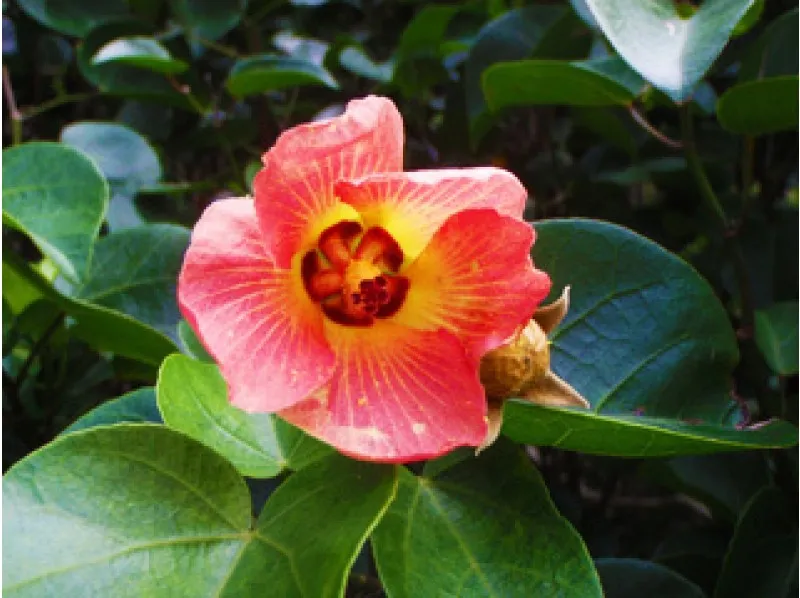 Full-Day Forest Hike: Immerse Yourself in Ogasawara's Natural Beauty_image