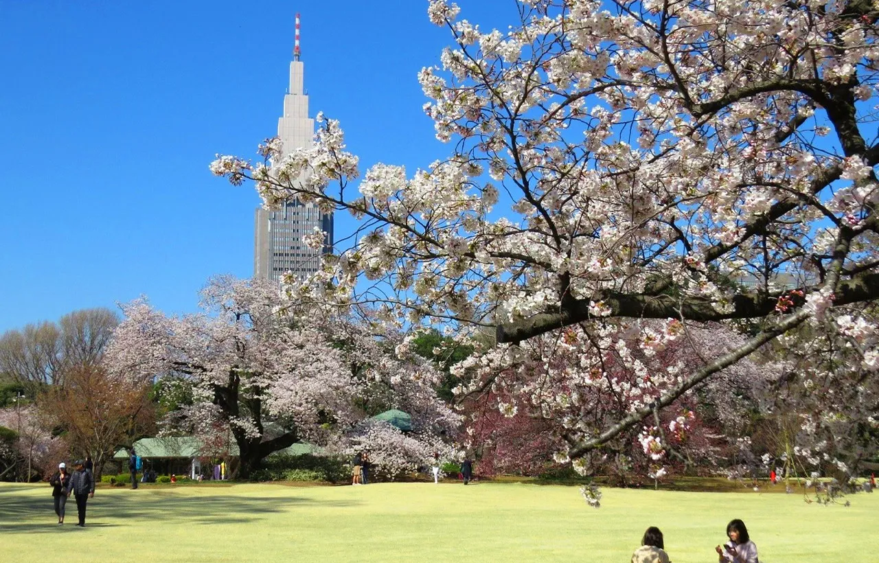 Kirschblütenzeit – Begrenzte Saison – Tagesausflug zu den schönsten Orten der Kirschblütenbetrachtung in Tokio_image
