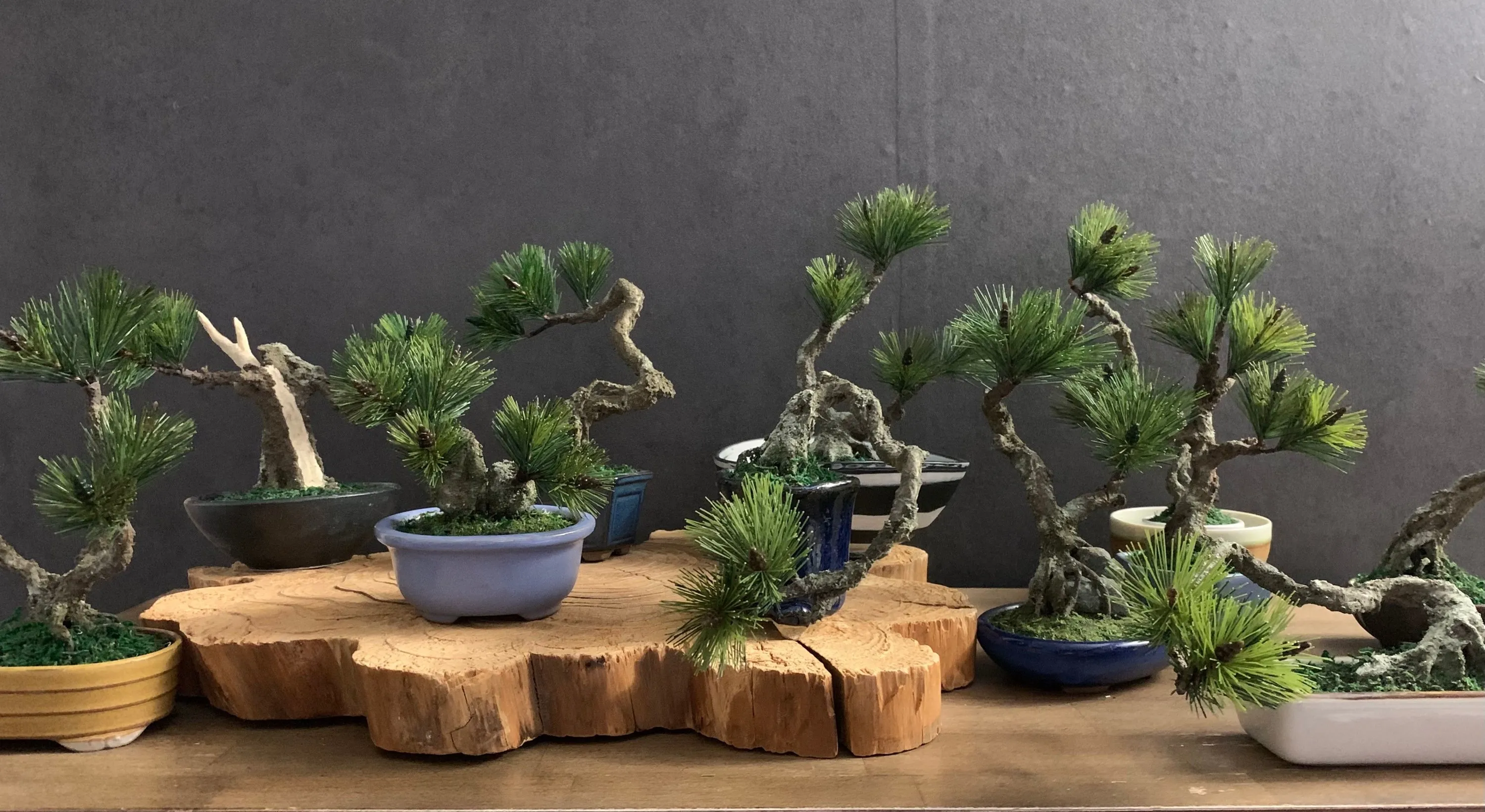 “零维护”盆景艺术：浅草的纯正工艺_image