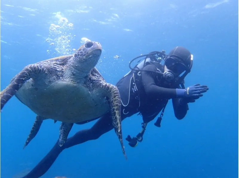 【伊豆諸島・八丈島】八丈島で体験ダイビングを楽しもう！お得な平日プラン_image