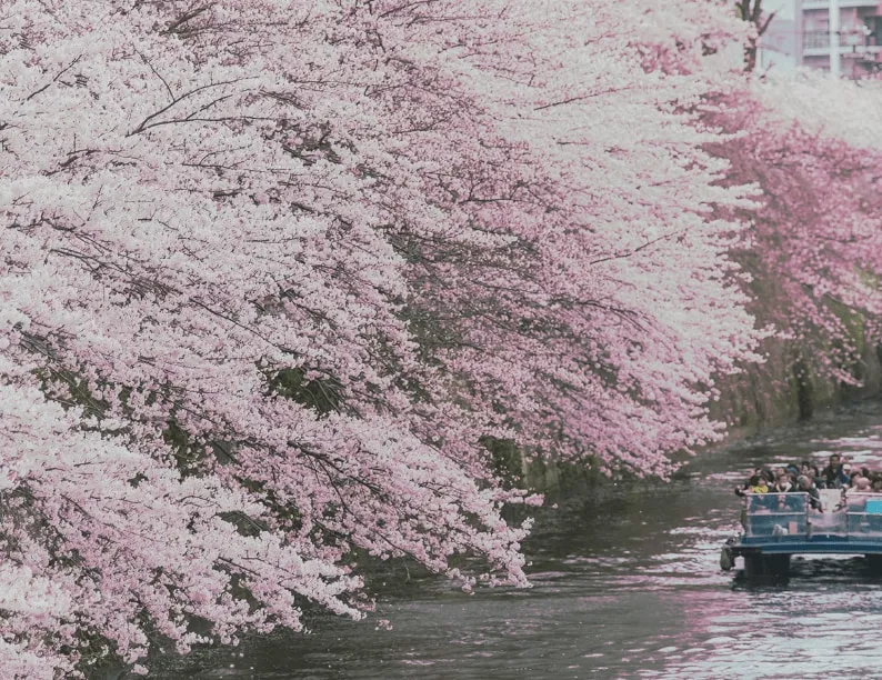 Meguro River Cherry Blossom Viewing Cruise (Tokyo)_image