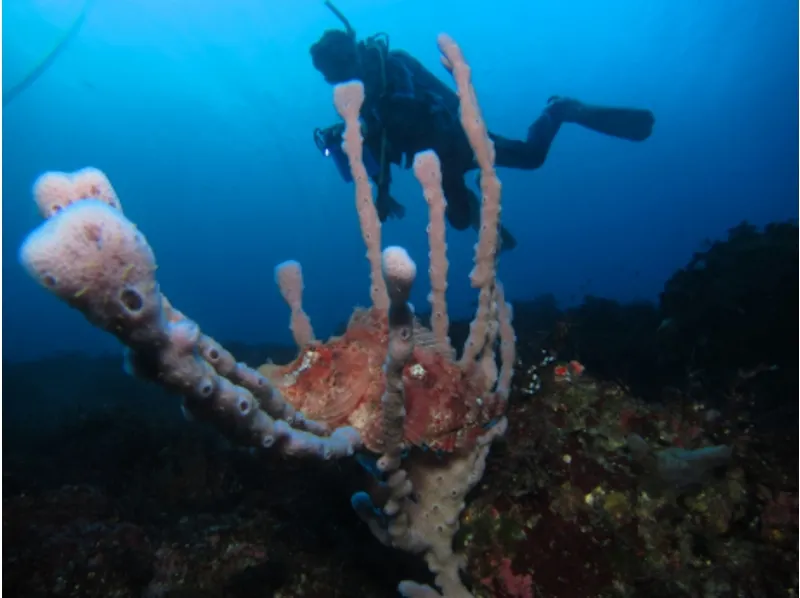 TOKYO / Izu Oshima] doing Let's first diving ★ Diving ★_image
