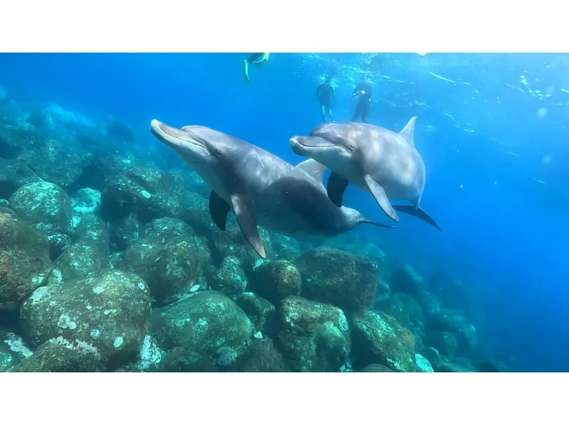 【東京 三宅島】野生のイルカと泳ぐドルフィンスイムツアー【半日】_image