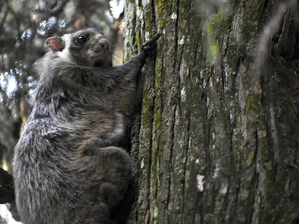 高尾山夜间徒步之旅_image